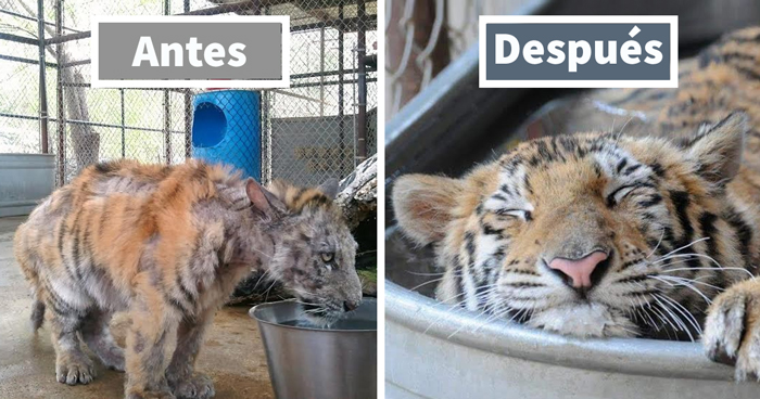 15 Historias de animales que nos ayudaron a recobrar la fe en la humanidad