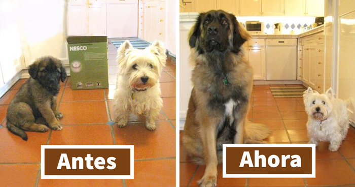 15 Fotos antes y después de animales creciendo juntos