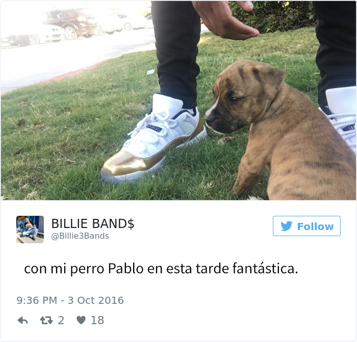 perro-pablo-1