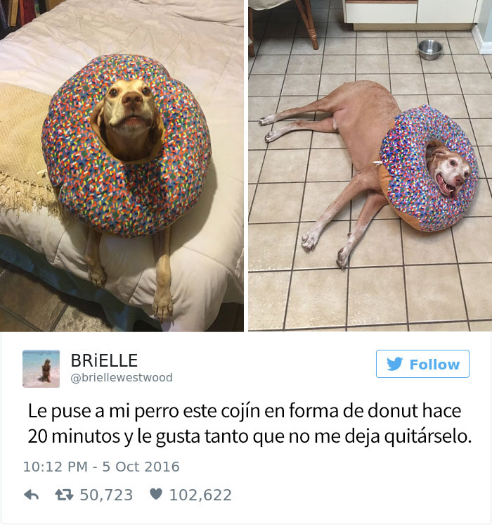 tuits-perros-11