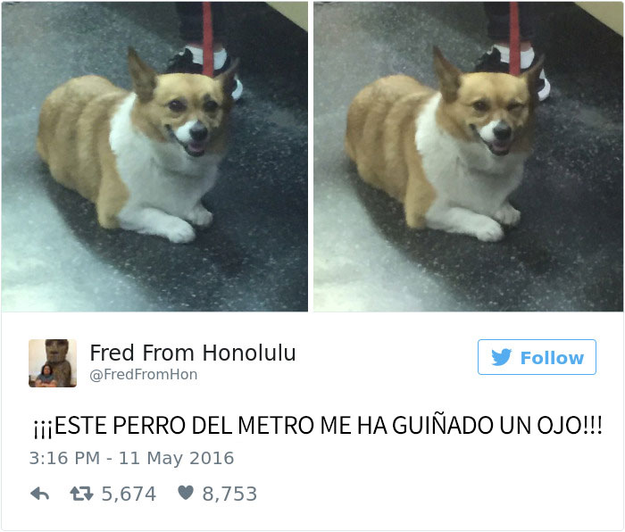 tuits-perros-12
