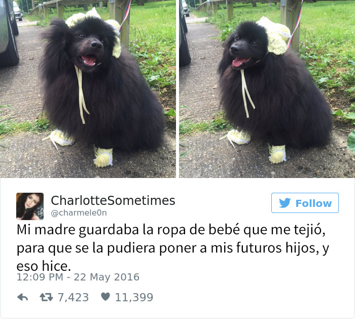 tuits-perros-2016-1