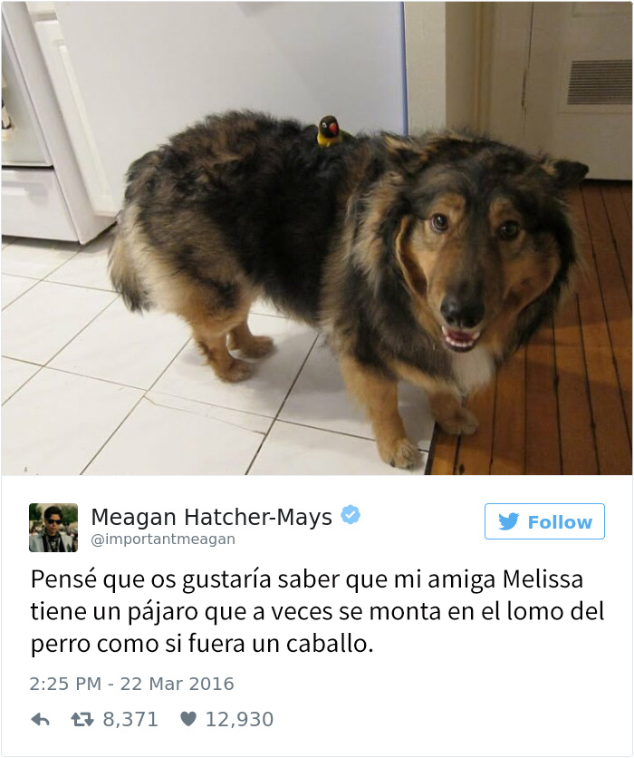 tuits-perros-2016-5
