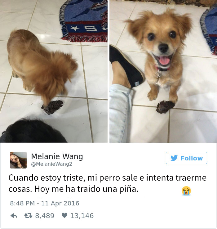 tuits-perros-2016-6