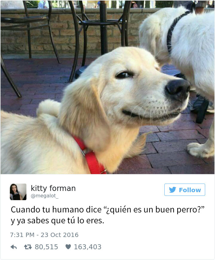 tuits-perros-3