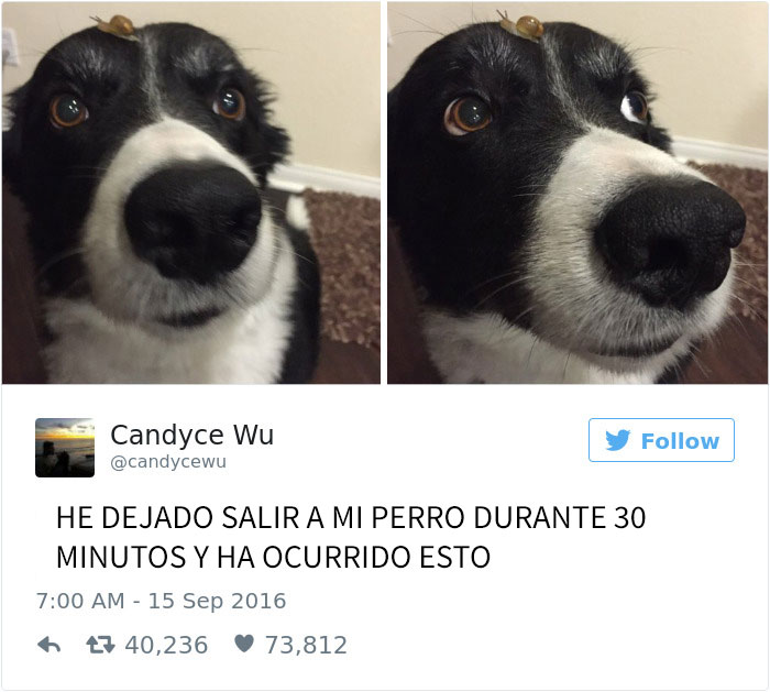 tuits-perros-6