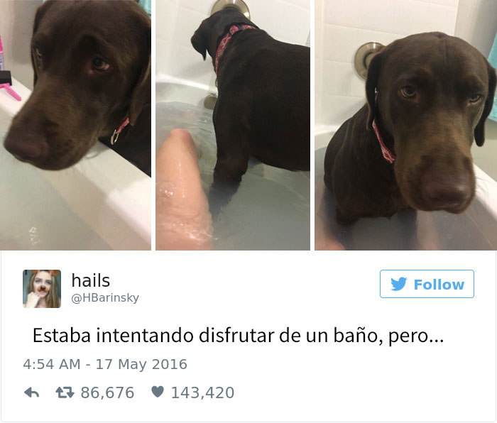 tuits-perros-8