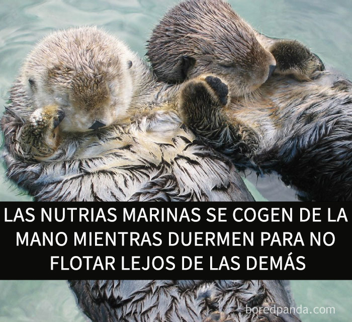 datos-alegres-1
