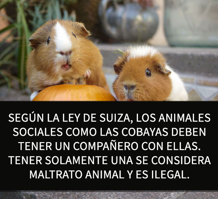 datos-alegres-8