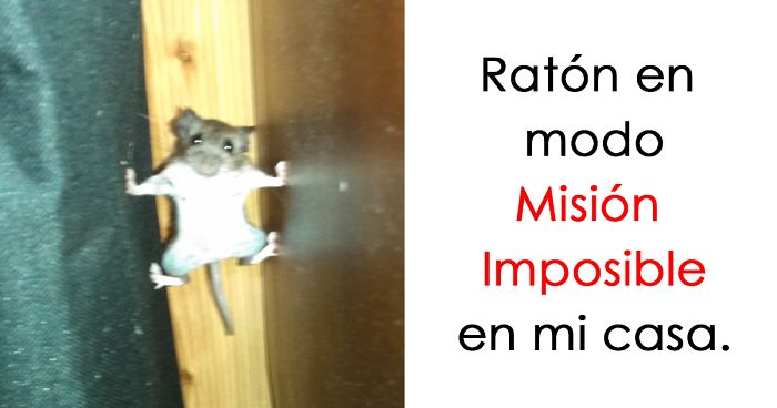 15 Divertidos fallos de animales