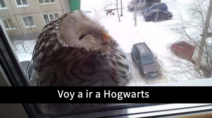 snapchat-animales-1