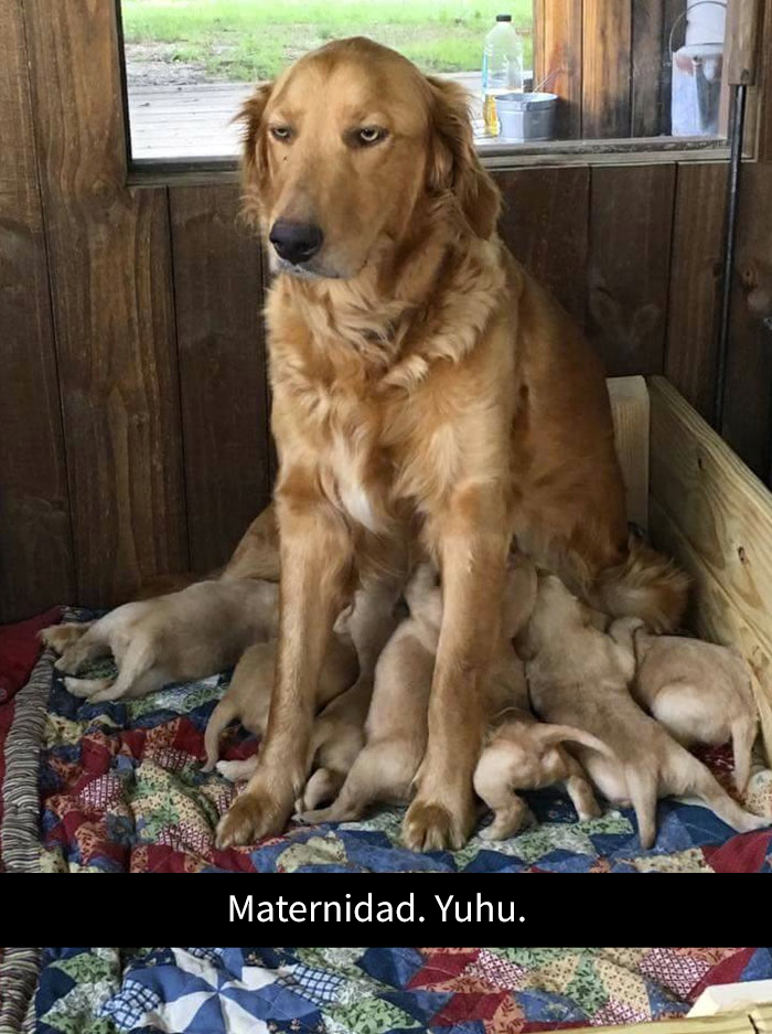 snapchat-animales-10