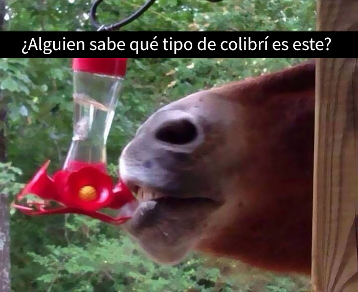 snapchat-animales-12