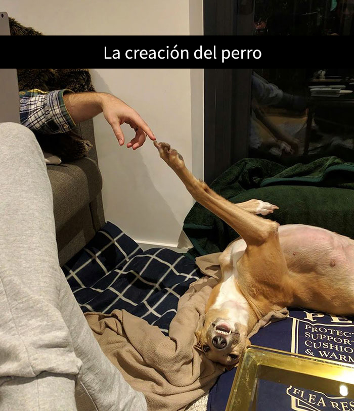 snapchat-animales-13