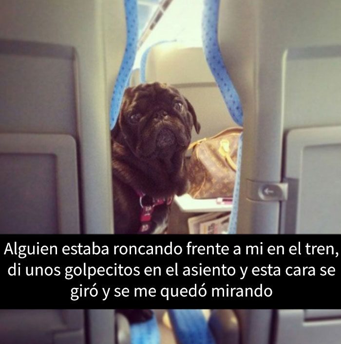 snapchat-animales-3
