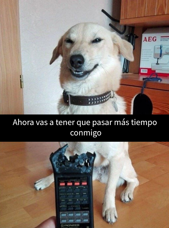 snapchat-animales-5
