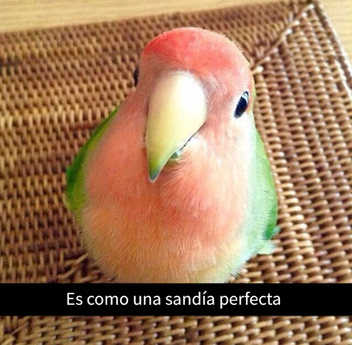 snapchat-animales-6