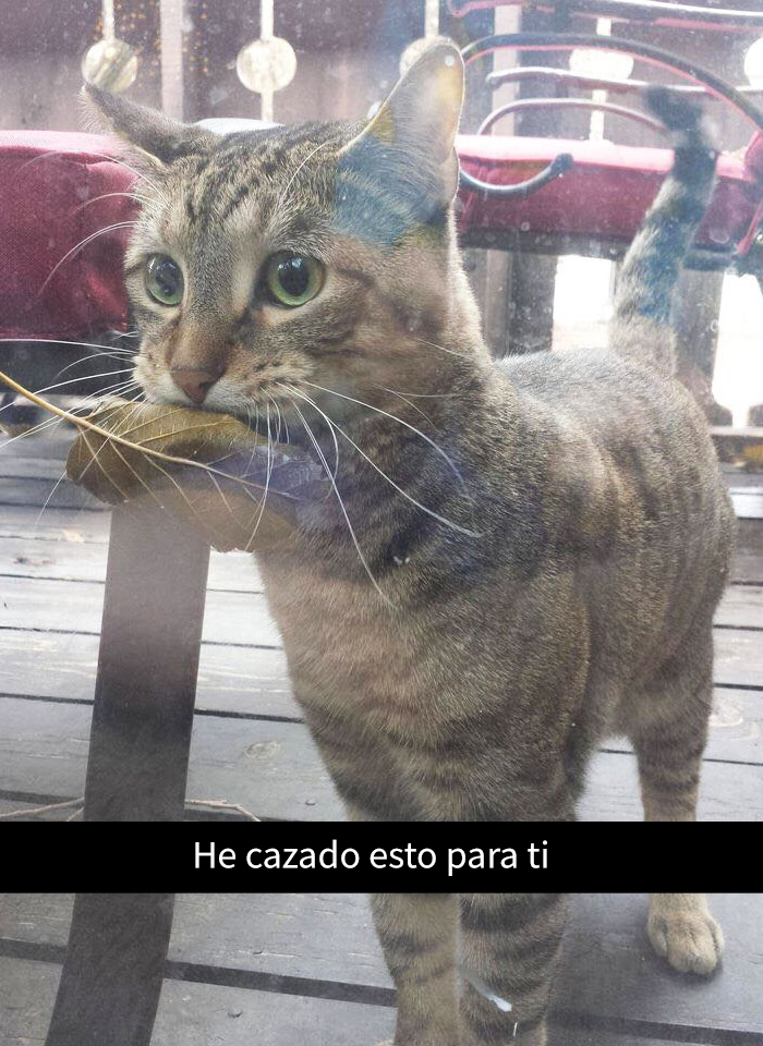 snapchat-animales-8