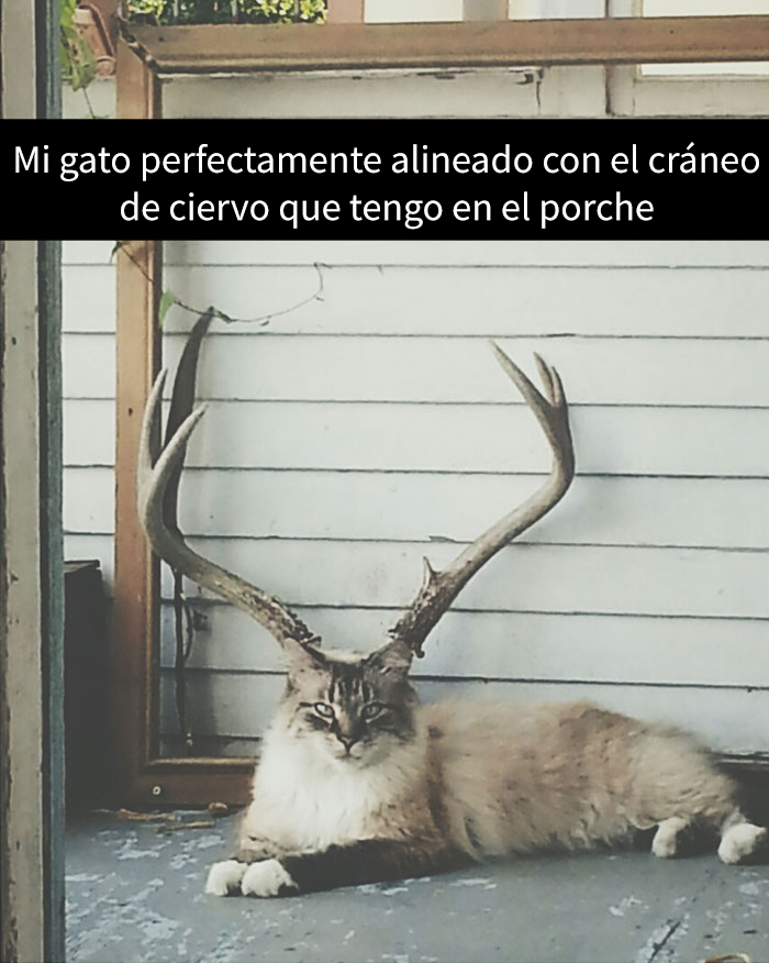 snapchat-animales-9