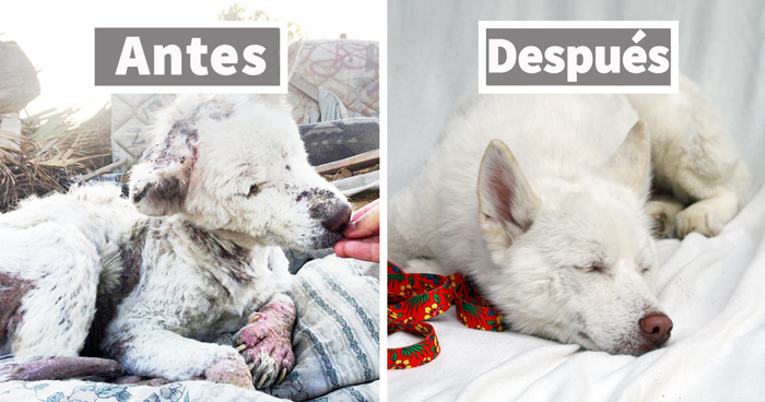 El antes y el después de 15 transformaciones de perros rescatados que muestran lo que puede hacer el amor