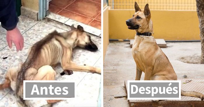 El antes y el después de 15 transformaciones de perros rescatados que muestran lo que puede hacer el amor