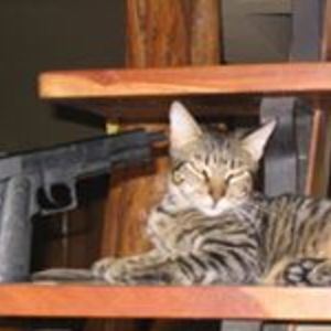 ryan_lastra avatar