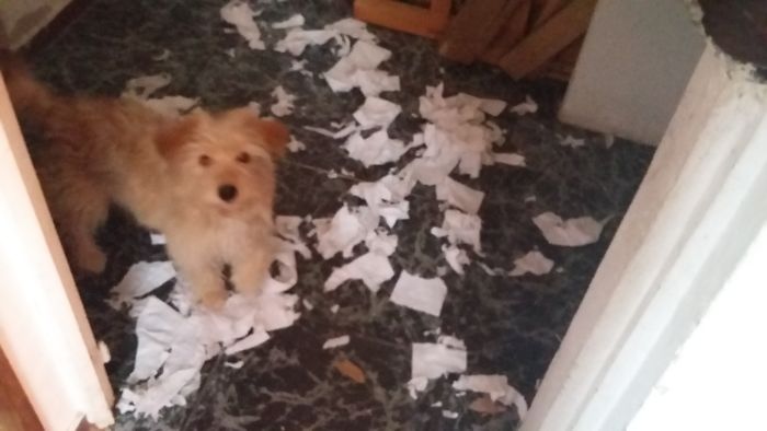 Evidentemente No Siente Remordimientos