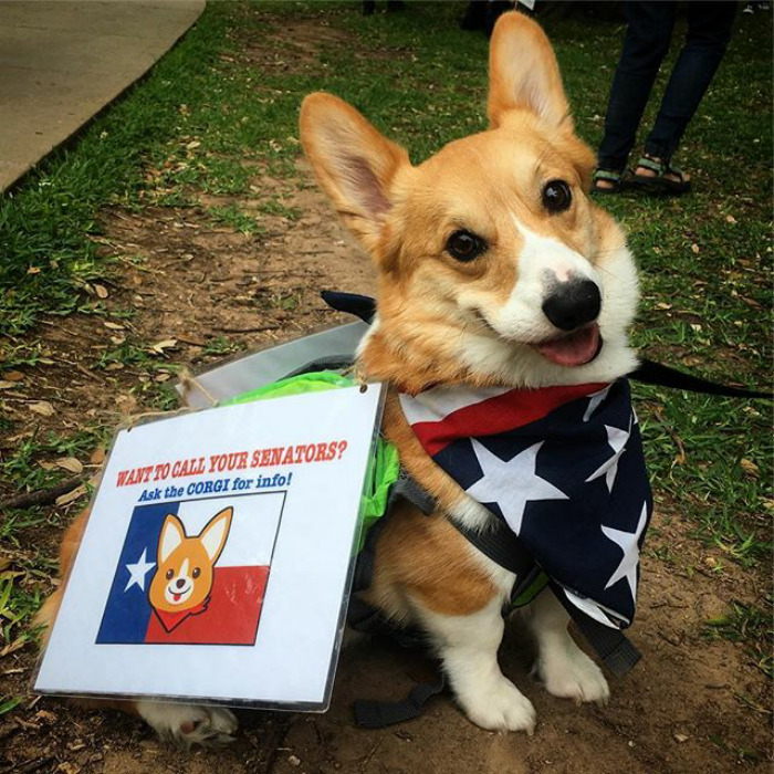 ¿quieres Llamar A Tus Senadores? Pídele Más Información Al Corgi