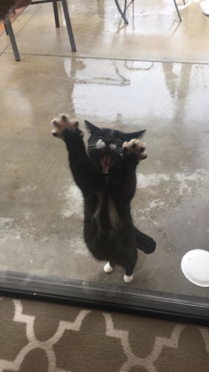 ¡la Lluvia, Me Mojo, ábreme, Aaagh!