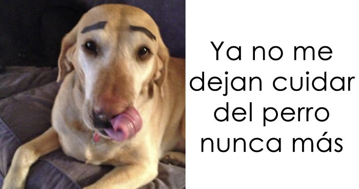 10+ Dueños de mascotas que se arrepintieron de dejarlas al cuidado de otras personas