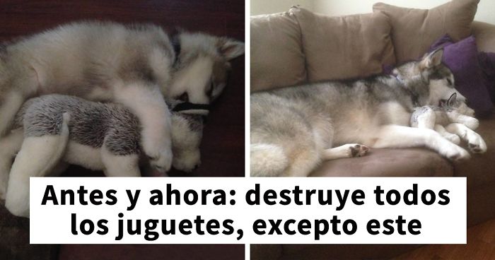 10+ Fotos de mascotas adorables durmiendo con sus juguetes