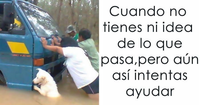 10+ Alegres memes de animales para comenzar el día con una sonrisa