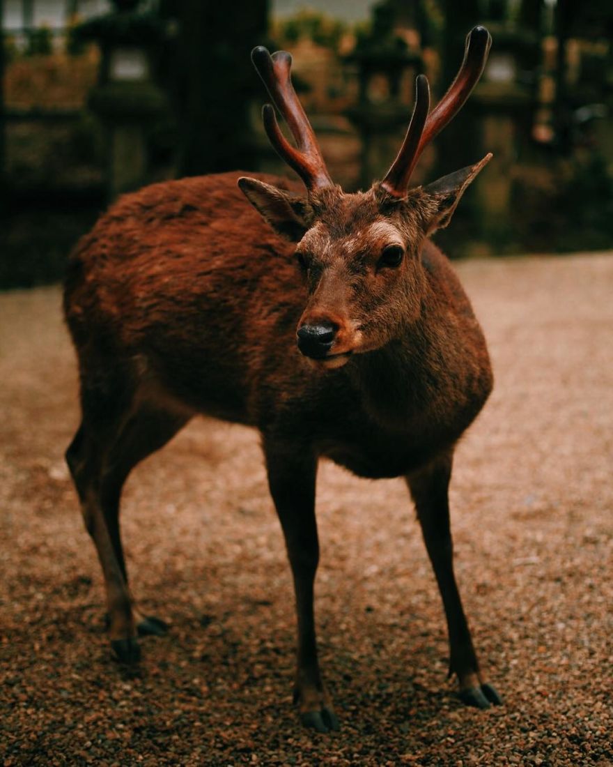 Nara, Japón