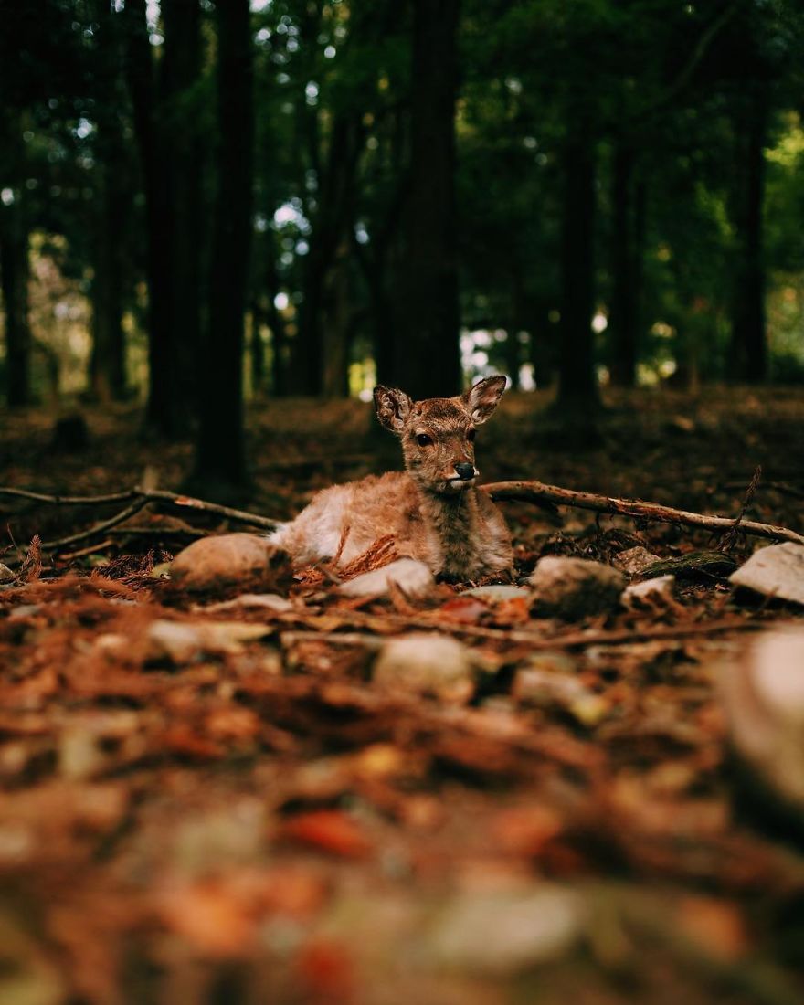 Nara, Japón