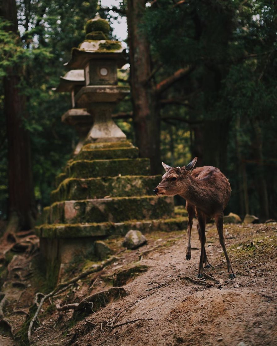Nara, Japón