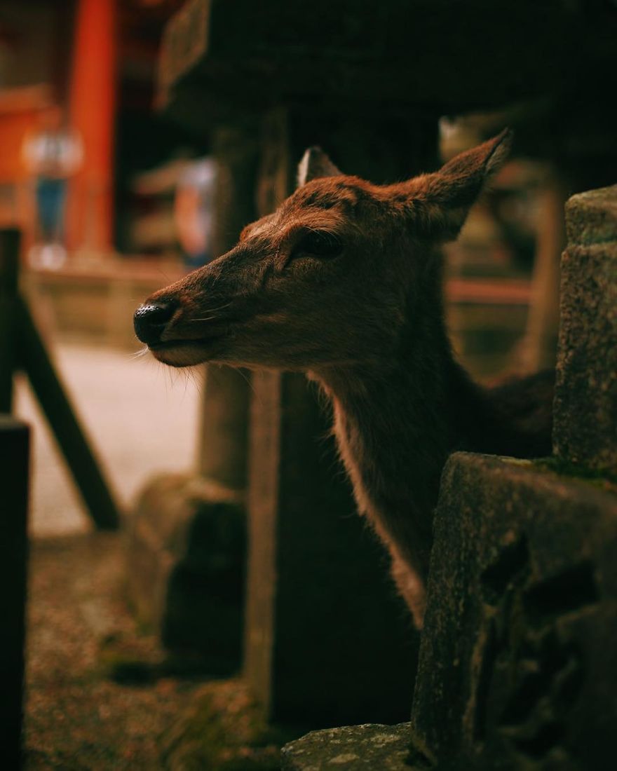 Nara, Japón