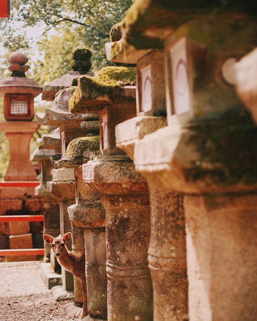 Nara, Japón
