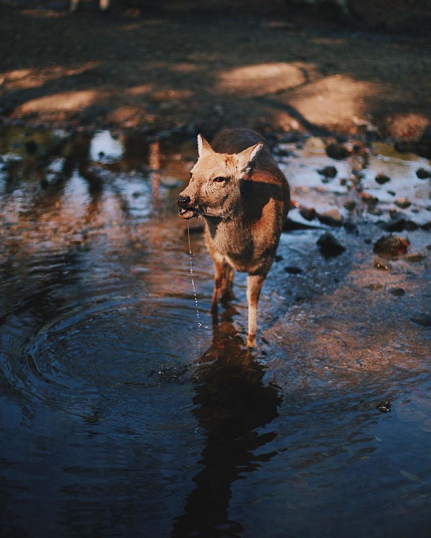 Nara, Japón