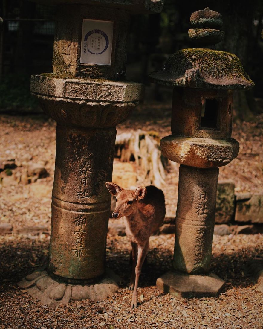 Nara, Japón