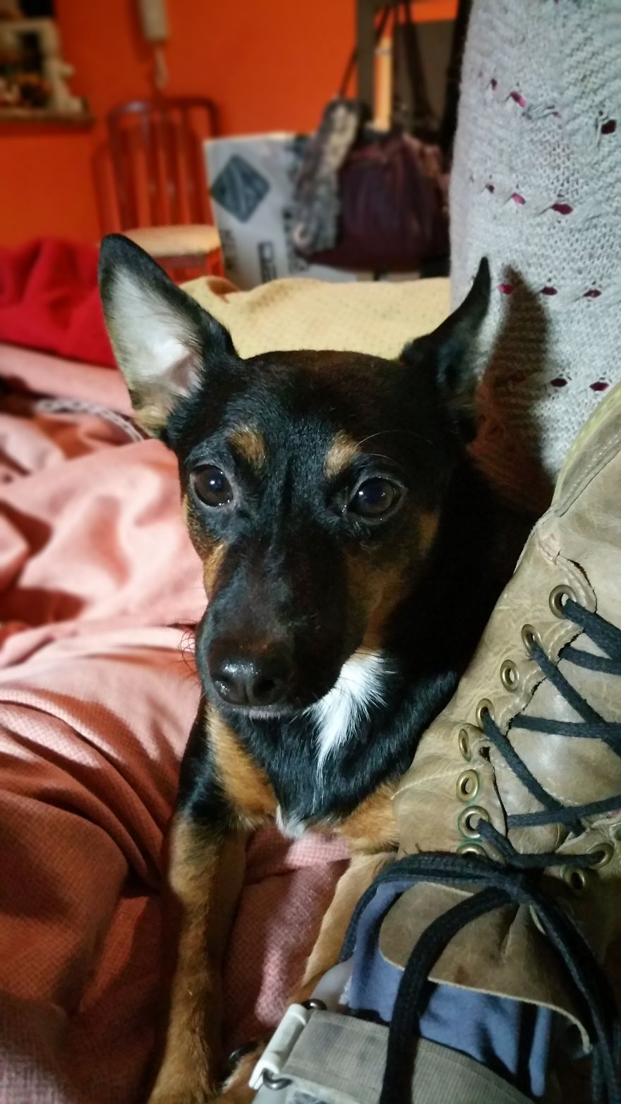 Masclet 3 Años.