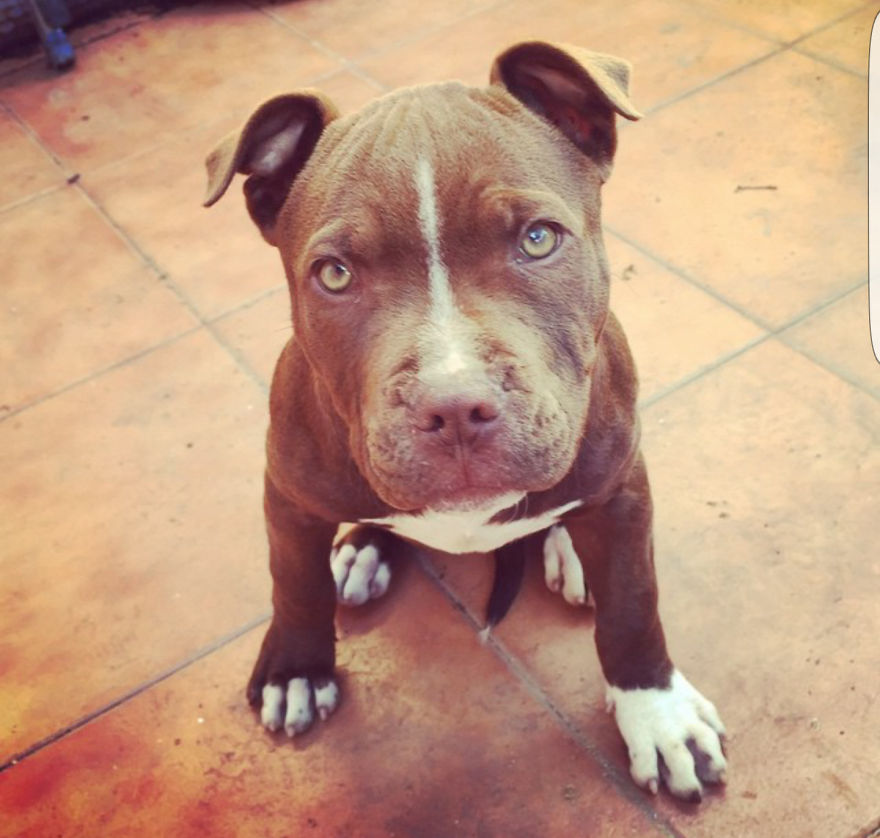 Pitbull Rednose
