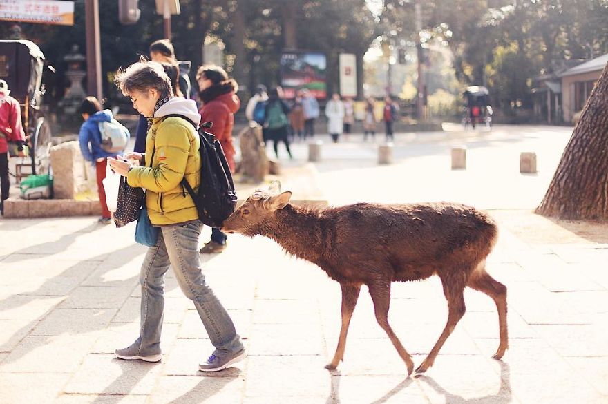 Nara, Japón