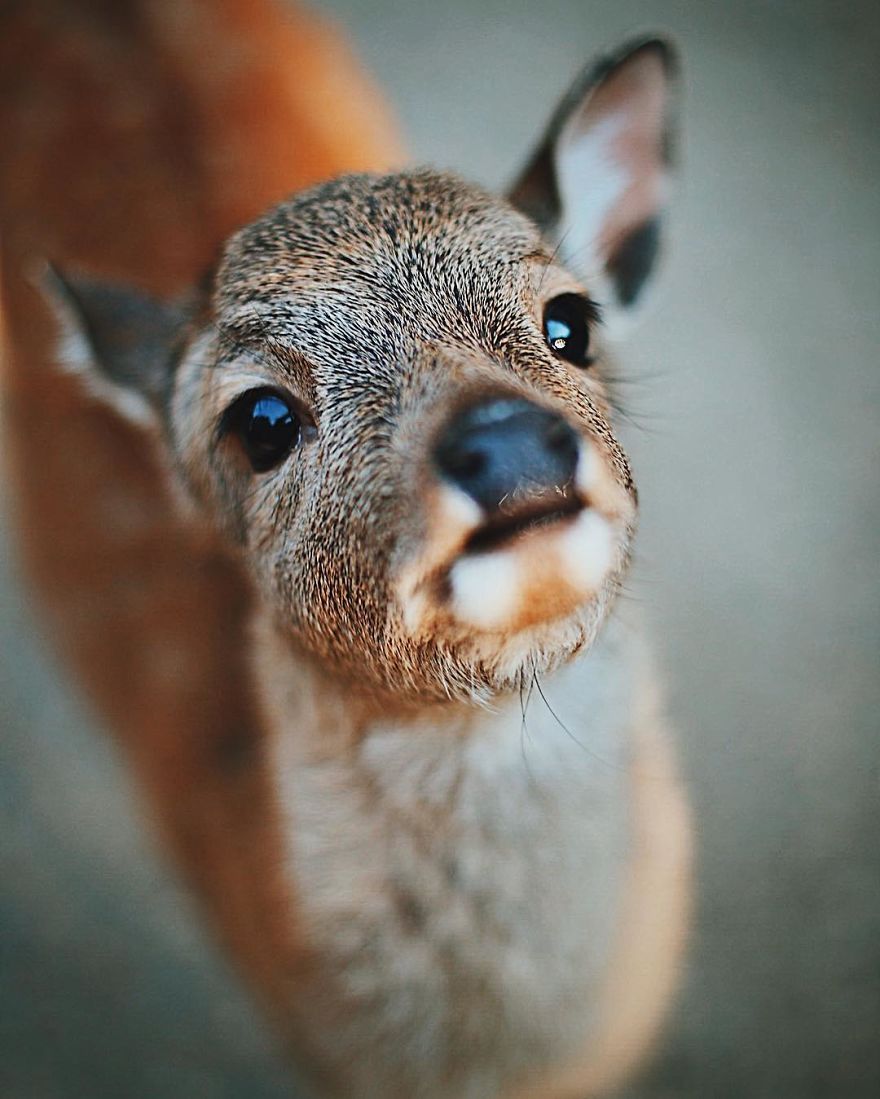 Nara, Japón
