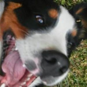 fabriziotenicela avatar