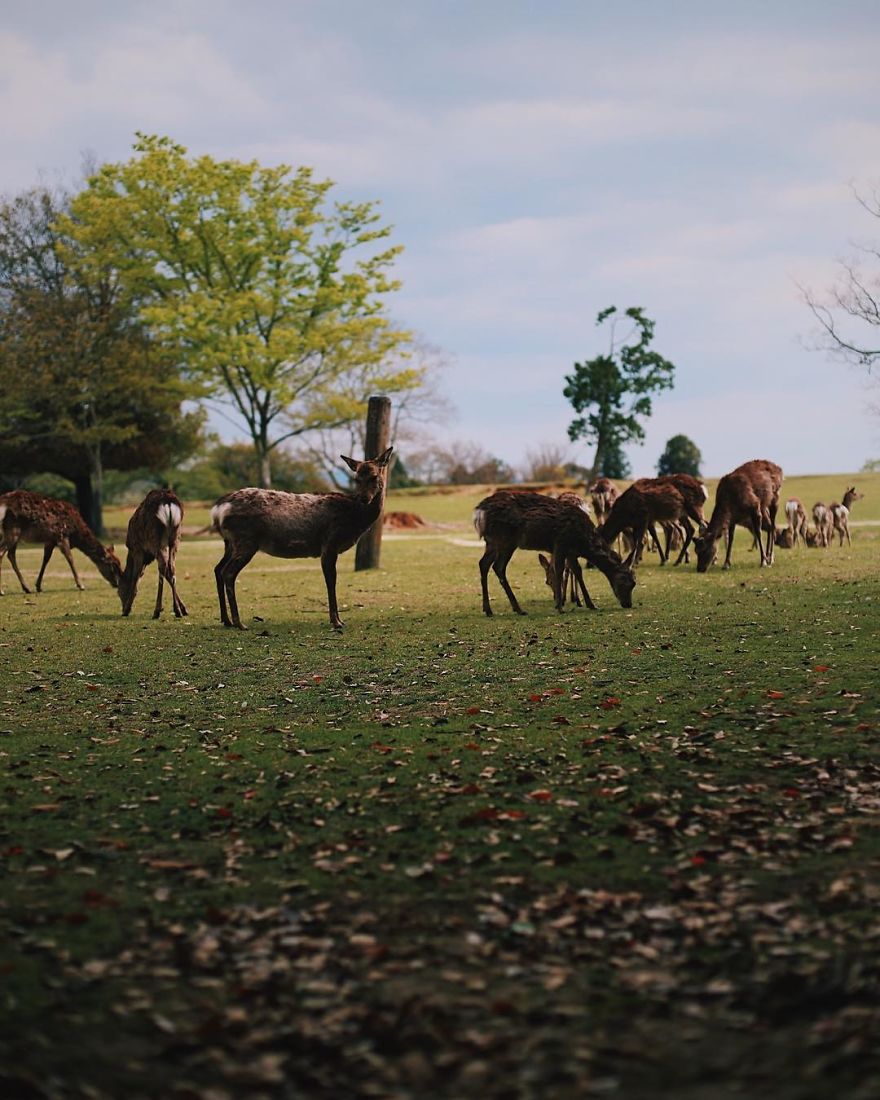 Nara, Japón
