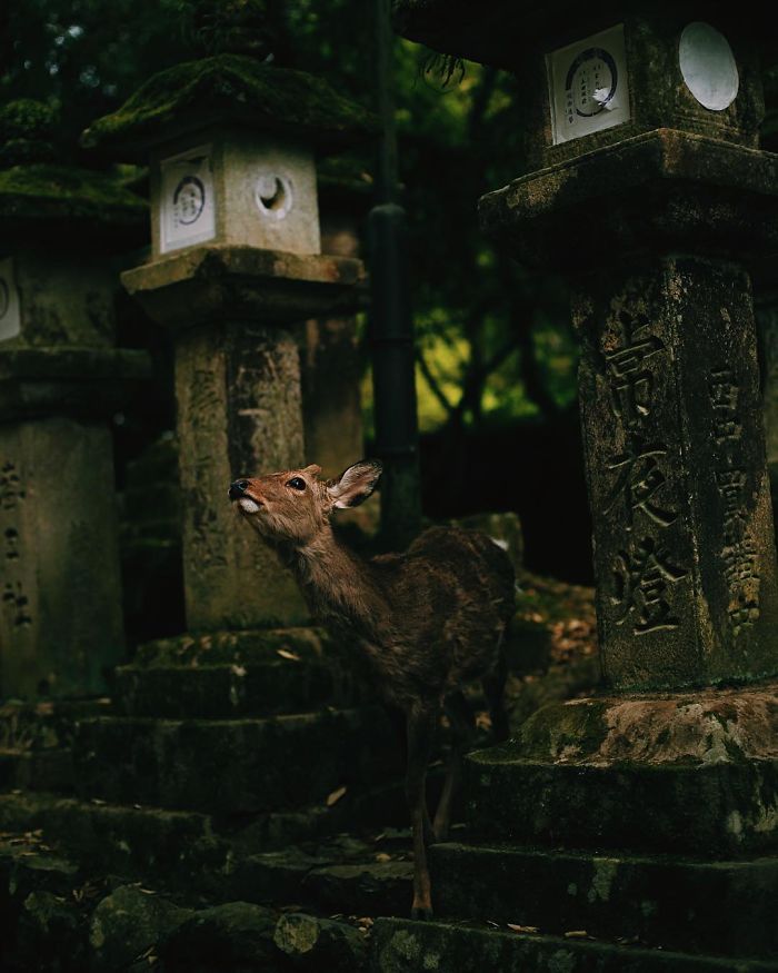 Nara, Japón