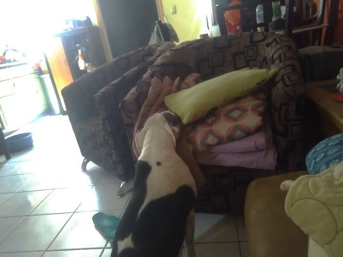 No Se Le Permite Subirse Al Sillón