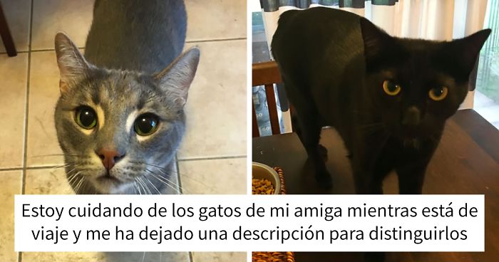 Esta cuidadora de gatos comparte la nota que le dejó la dueña, y es divertidísima