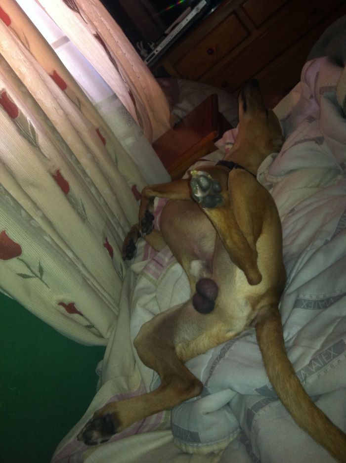 Tiene Prohibido Poner Las Patas En La Cama