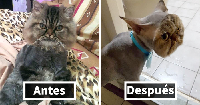 Esta dueña quedó sorprendida tras recoger a su gato de la peluquería